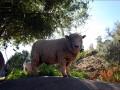 Babydoll Sheep - Organic & Sustainable Farming