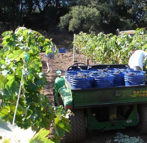 harvest