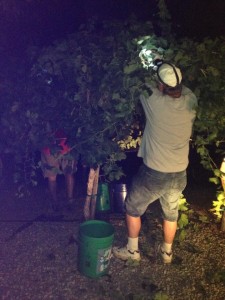 night harvest
