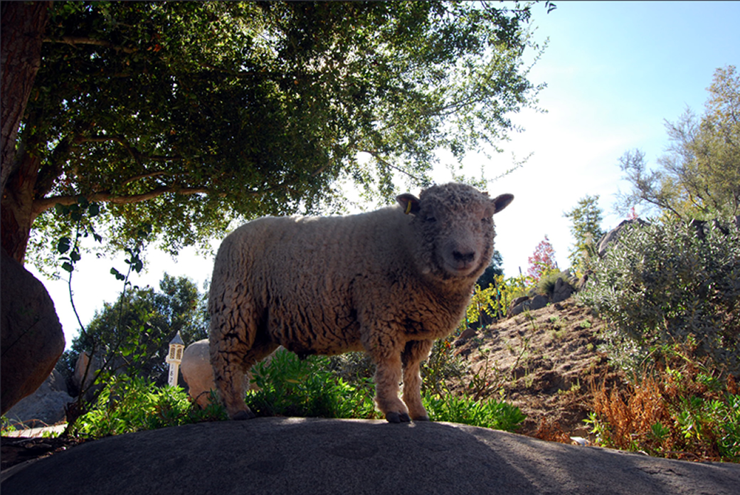 Babydoll Sheep - Organic & Sustainable Farming